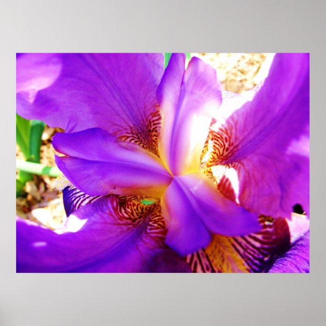 Poster Iris pourpre (Devant)