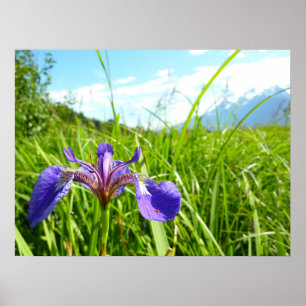 Poster Iris sauvage et paysage d'Alaska