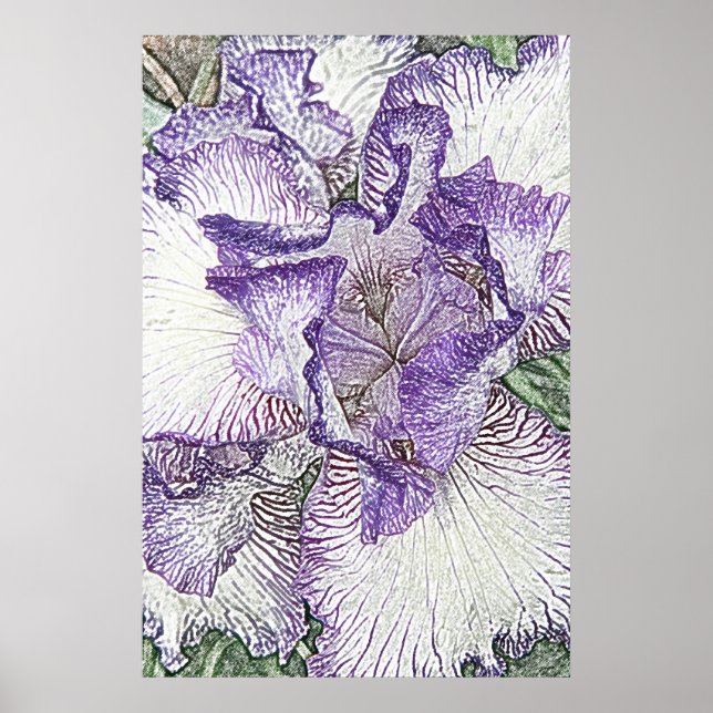 Poster Iris violet et blanc de l'affiche ci-dessus (Devant)