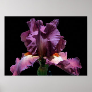 Poster Iris Violet Frappe