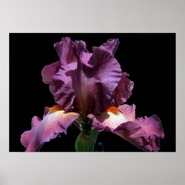Poster Iris Violet Frappe (Devant)