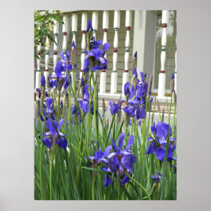 Poster Iris violet photo