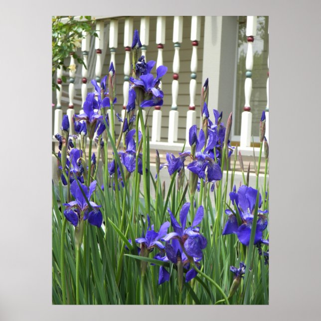 Poster Iris violet photo (Devant)