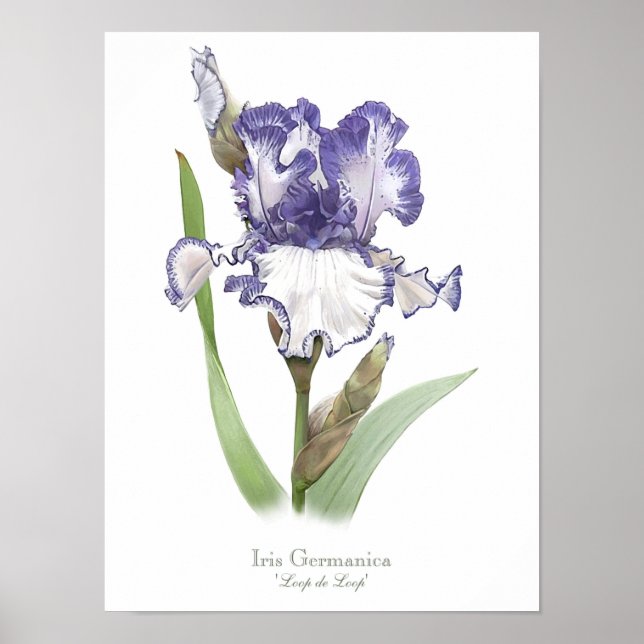 Poster Iris violet rouillé Imprimer (Devant)