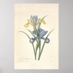 Poster Iris Xiphium