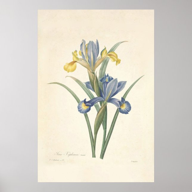 Poster Iris Xiphium (Devant)