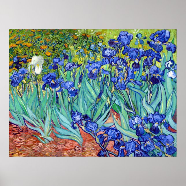 Poster Irises de Vincent Van Gogh fleur de peinture vibra (Devant)