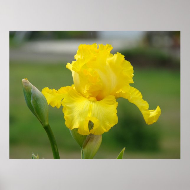 Poster IRISES Fleurs Jaunes Iris Imprimantes d'art Affich (Devant)