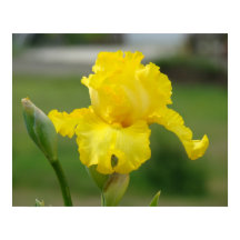 IRISES Fleurs Jaunes Iris Imprimantes d'art Affich