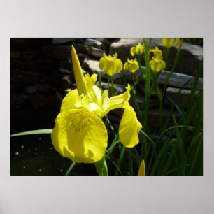 Poster Irises Jaunes Bright Spring Floral