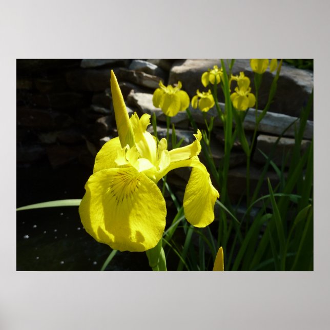 Poster Irises Jaunes Bright Spring Floral (Devant)