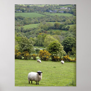 Poster Irlande de l'Ouest, péninsule de Dingle, large