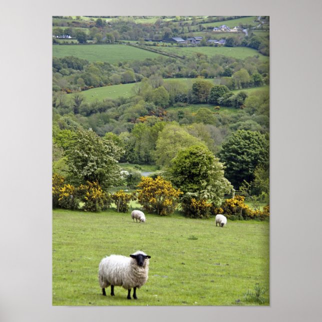 Poster Irlande de l'Ouest, péninsule de Dingle, large (Devant)