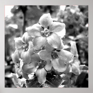 Poster Irlande Fleurs