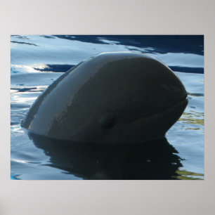 Poster Irrawaddy Dolphin Peek-A-Boo
