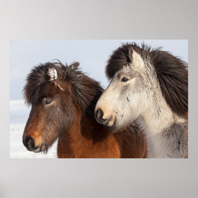 Poster Islandais Profil de cheval, Islande (Devant)