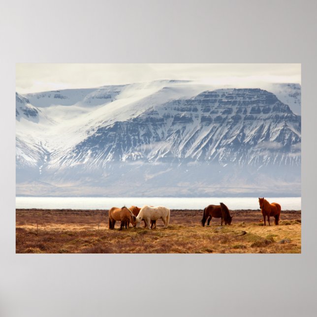 POSTER ISLANDE (Devant)