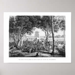 Poster Islande of Guam : Natives at Work in the Garden of