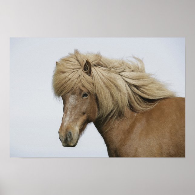 Poster Islande. Portrait de cheval islandais. (Devant)