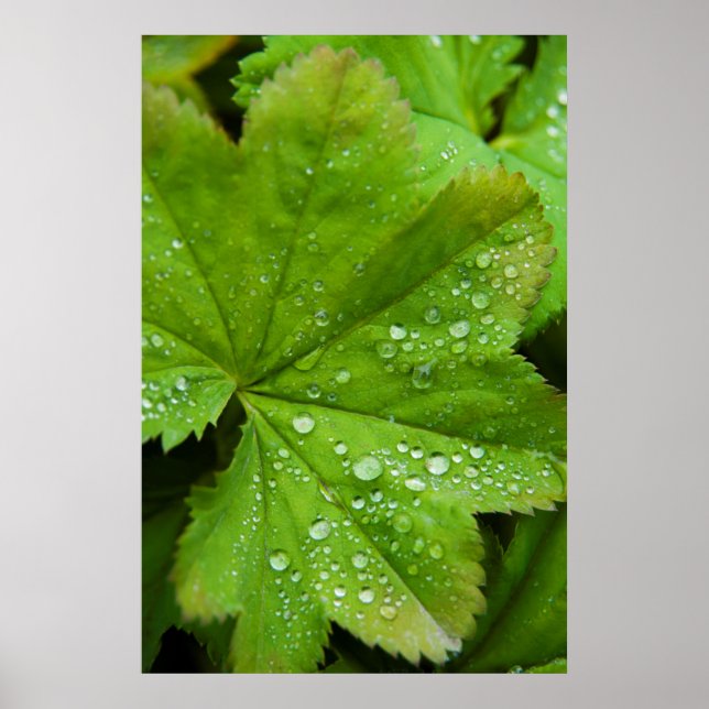 Poster Islande. Région du Sud. Gullfoss (Devant)