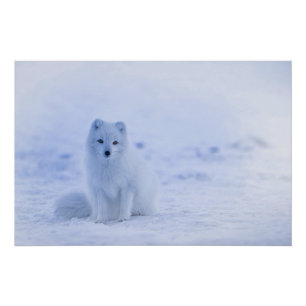 Poster Islande Renard arctique