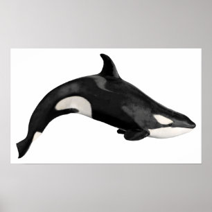 Poster Isolated killer whale