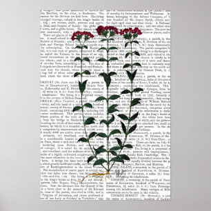 Poster Italian Carnation