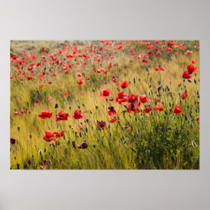 Poster Italie, Toscane, Poppies dans le champ de blé de p