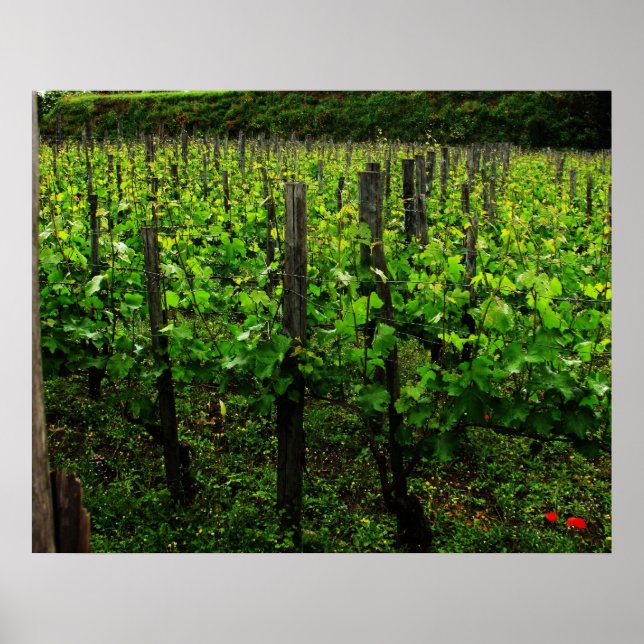 POSTER ITALIEN VINEYARD (Devant)