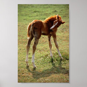 Poster Itchy Foal