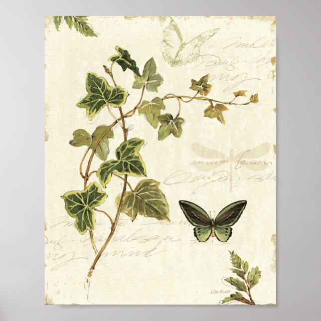 Poster Ivies et papillons (Devant)