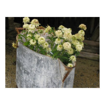 Ivory Zinnias