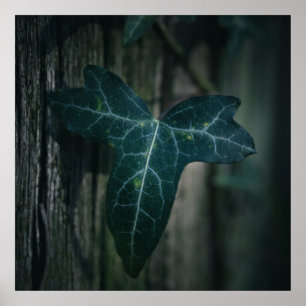 Poster Ivy Leaf Nature Photo