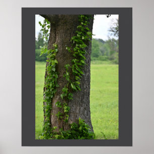 Poster Ivy sur l'affiche de l'arbre