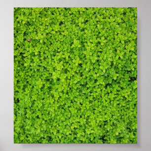 Poster Ivy Wall Arrière - plan
