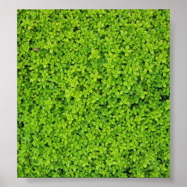 Poster Ivy Wall Arrière - plan (Devant)