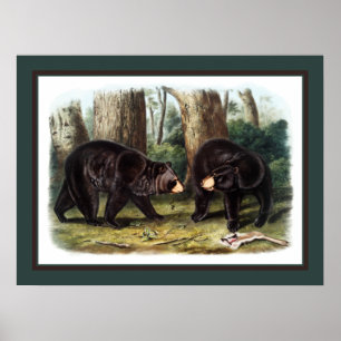 Poster J.W. Audubon - Ursus Americanus (Black Bear)