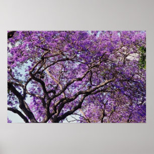Poster Jacaranda dans les fleurs de printemps