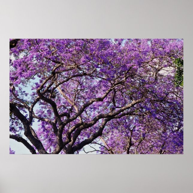 Poster Jacaranda dans les fleurs de printemps (Devant)