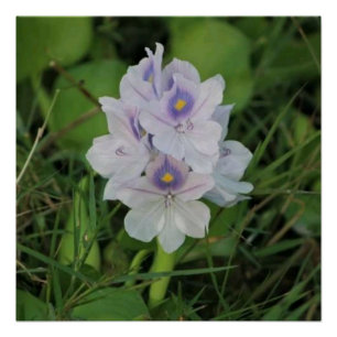 Poster Jacinthe d'eau en fleurs - Fleur aquatique tropica