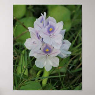 Poster Jacinthe d'eau en fleurs - Fleur aquatique tropica