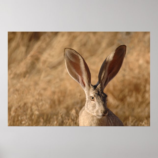 Poster Jack lapin avec grand oreilles photo imprimé poste (Devant)