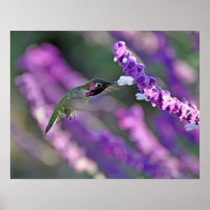 Poster Jack London Homme Anna's Hummingbird Imprimer