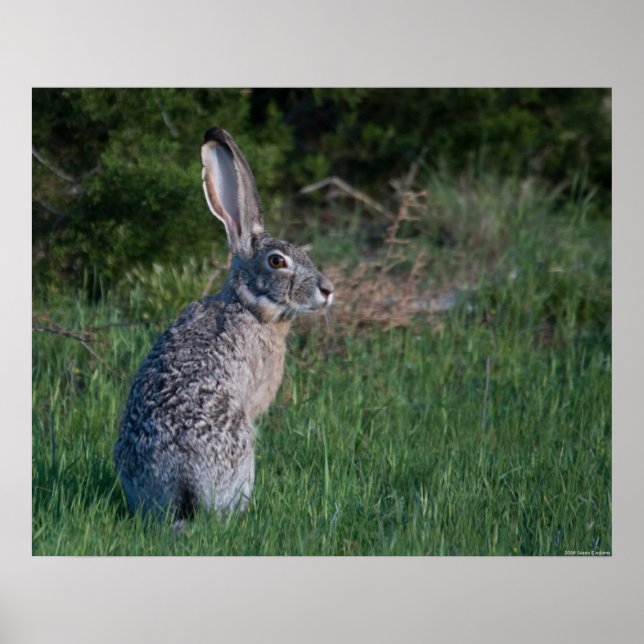 Poster Jack Rabbit (Devant)