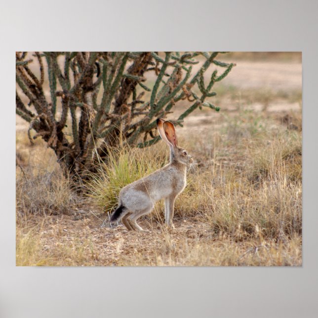 Poster Jack Rabbit Cactus Père Noël Fe Nouveau Mexique Po (Devant)