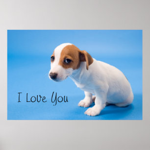 Poster Jack Russell Puppy