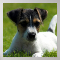 Poster Jack Russell Puppy Imprimer
