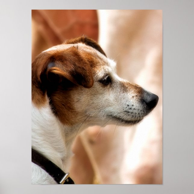 POSTER JACK RUSSELL TERRIER CHIEN (Devant)
