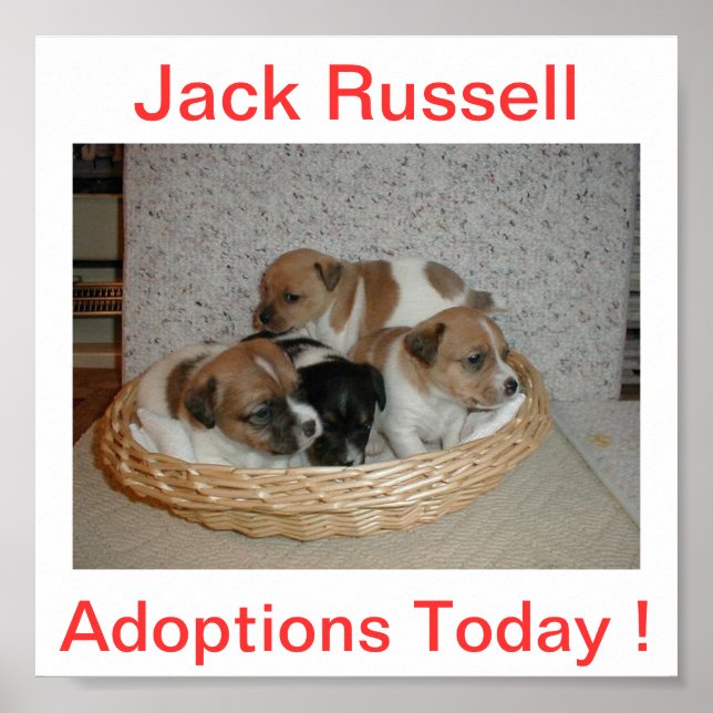 Poster Jack Russell Terrier Chien Adoptions Aujourd'hui S (Devant)