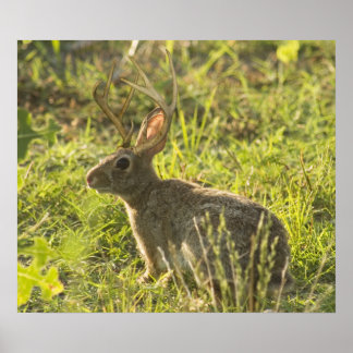Poster Jackalope 1